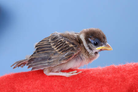 Sparrow chick