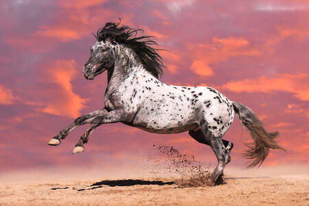 Аппалузская лошадь