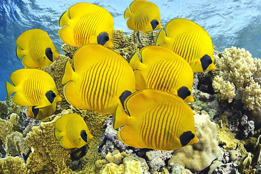 Butterflyfish