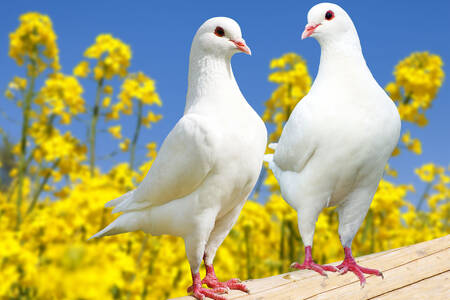 Weiße Tauben