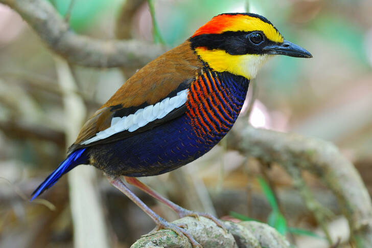 Blue-tailed pitta