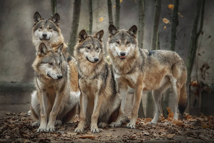 Smečka vlků