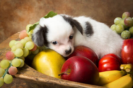 Puppy and fruits