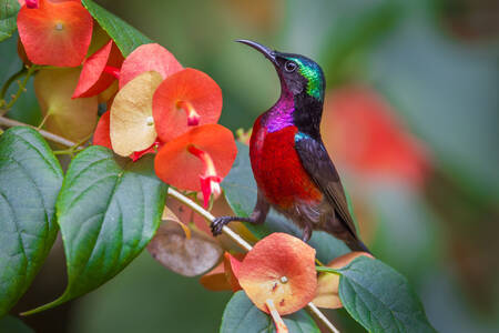 Purple-throated sunbird