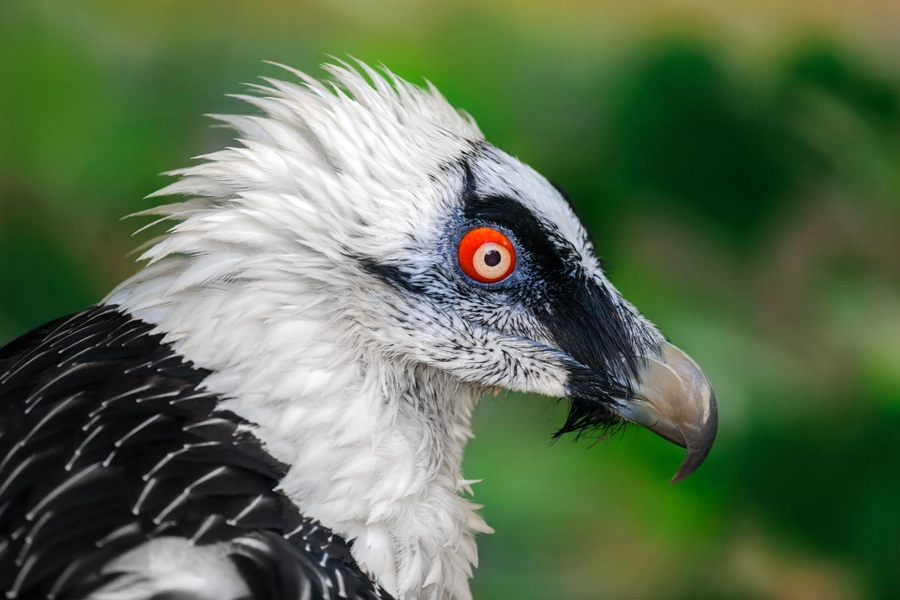 Baardgier vogel