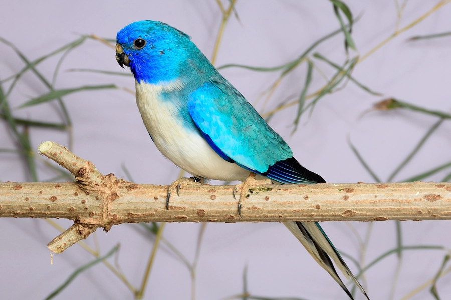 Graspapagei