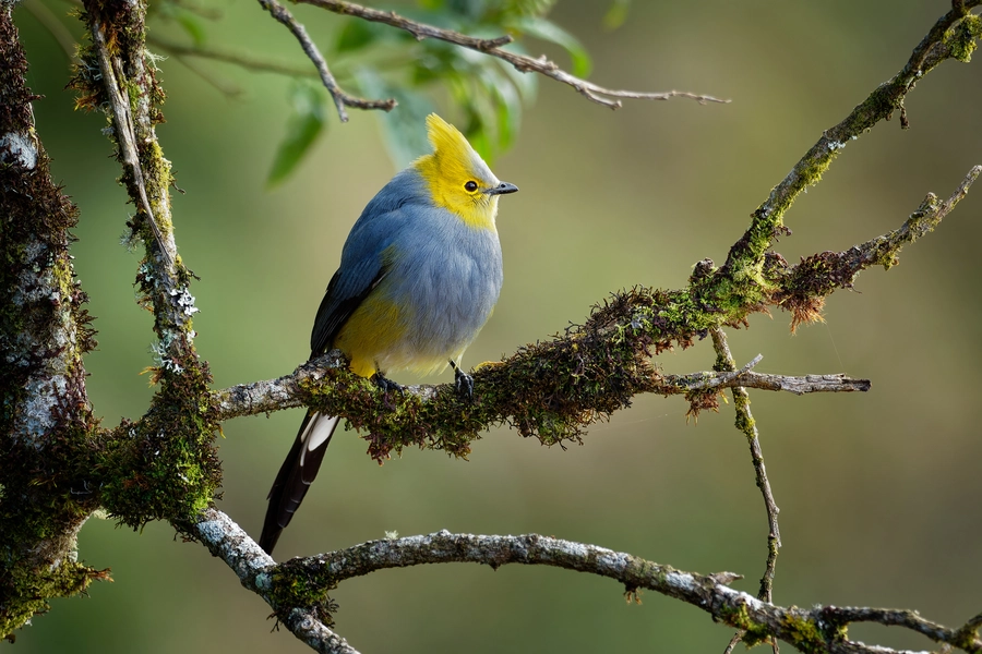 Pestvogel van zijde