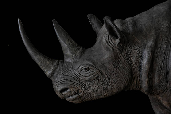 Retrato de rinoceronte