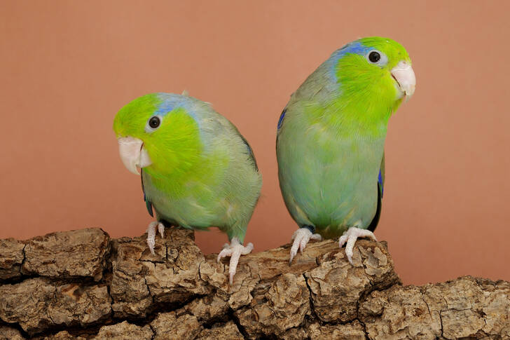 Тихоокеанские попугаи