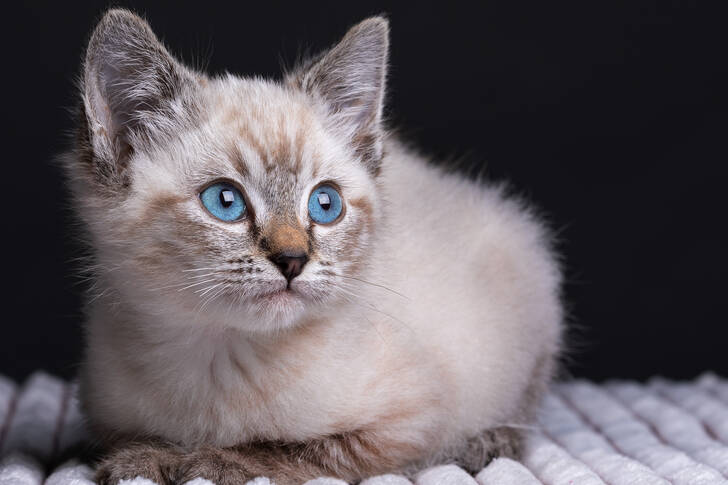 Piccolo gattino grigio con gli occhi azzurri
