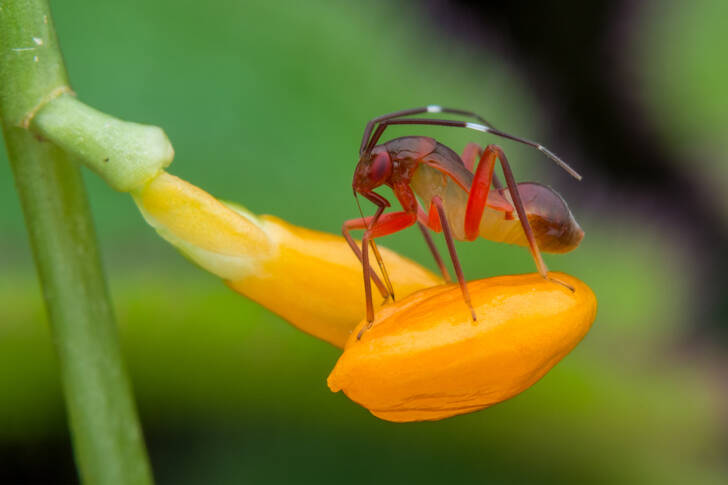 Käfer auf einer Blume