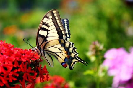 Swallowtail butterfly on a flower