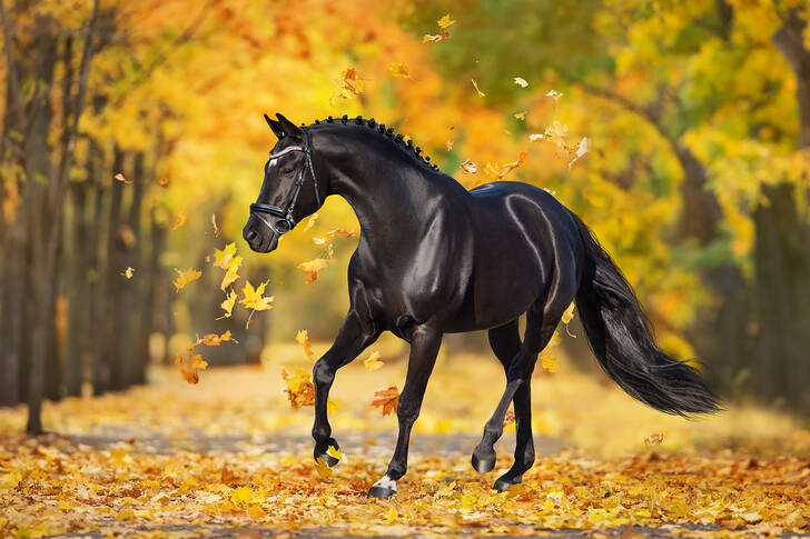 Koń w jesiennym lesie