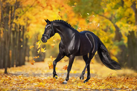 Kôň v jesennom lese