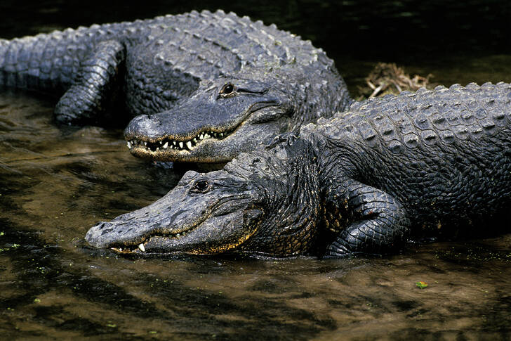 Amerikanska alligatorer
