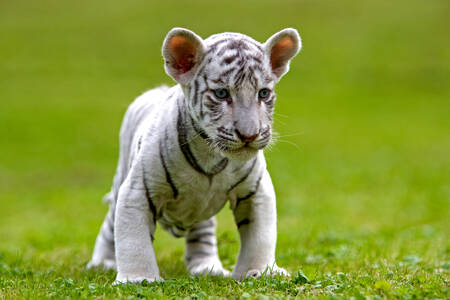 Bílé tygří mládě