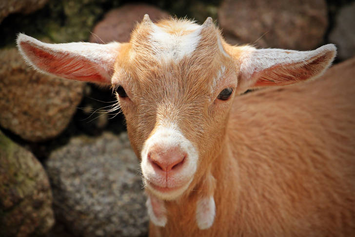 Ginger goat