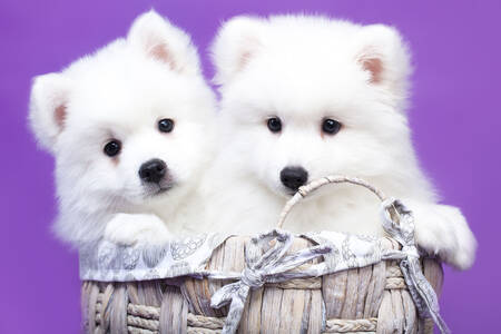 Witte Japanse Spitz-puppy's