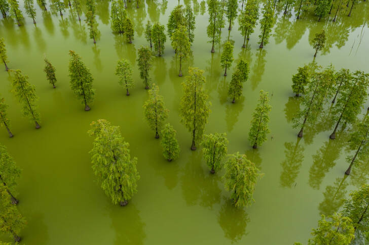 Cypress trees in the lake