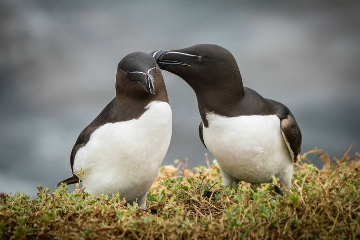 Razorbills