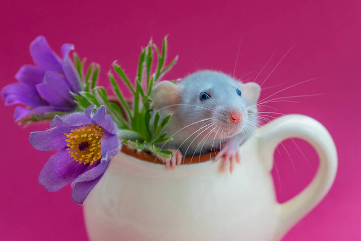 Rat gris dans une tasse