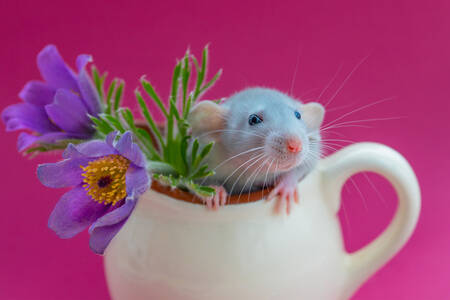 Gray rat in a cup