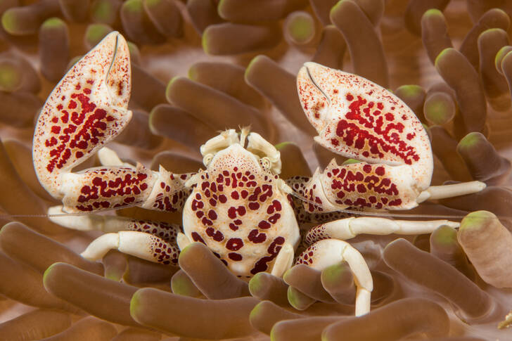 Krab porcelanowy