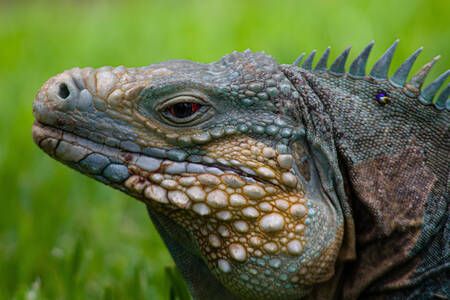 Portrait d'un iguane bleu