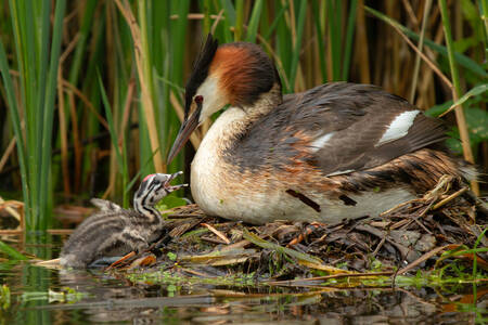 Bird with a chick in the nest