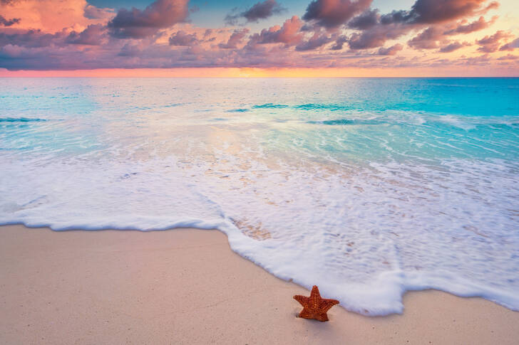 Estrela-do-mar em uma praia de areia