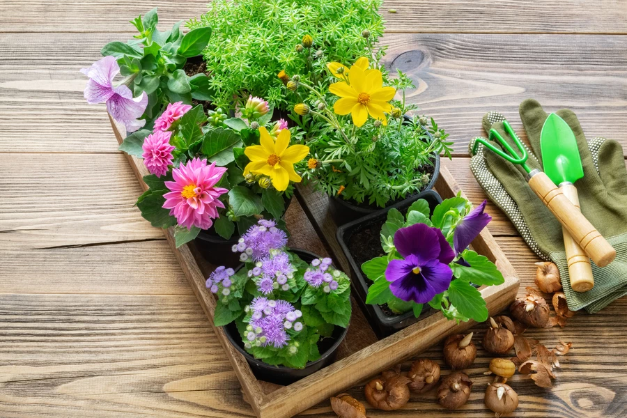 شتلات نباتات الحديقة