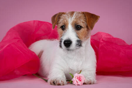 Cucciolo di Jack Russell