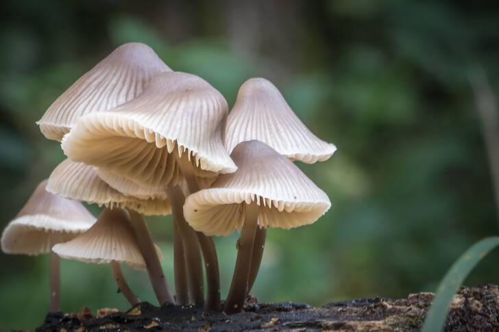 Mycena mushrooms