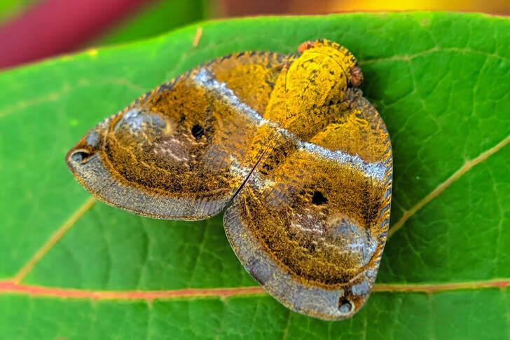 Una falena su una foglia verde