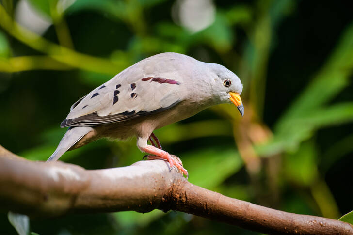 Ground dove on a branch