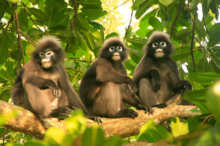 Langur di atas pohon