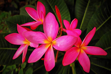 Roze plumeria's