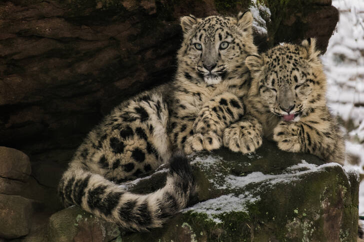 Snow leopards on rocks