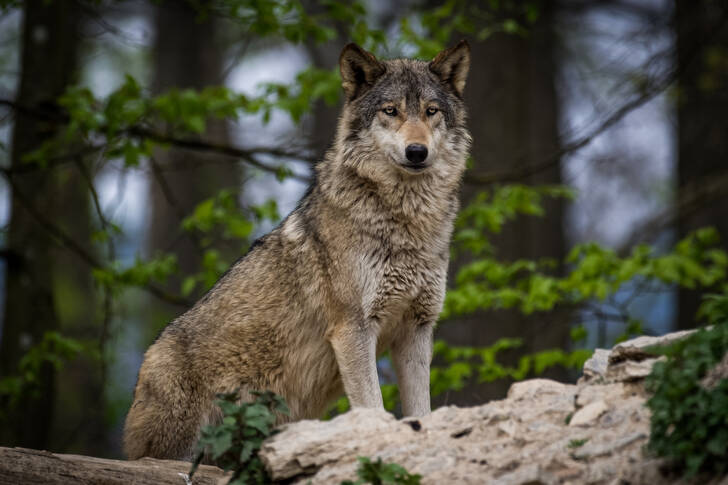 Wolf in the forest