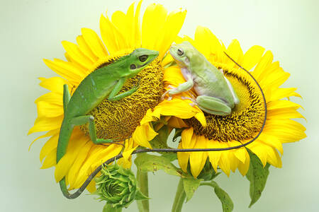 Lagarto y rana sobre girasoles