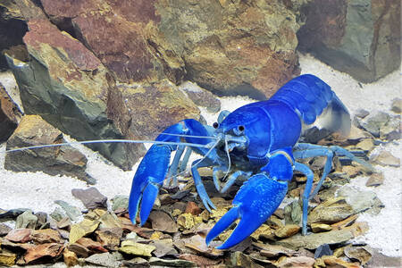 Cangrejo de río azul australiano