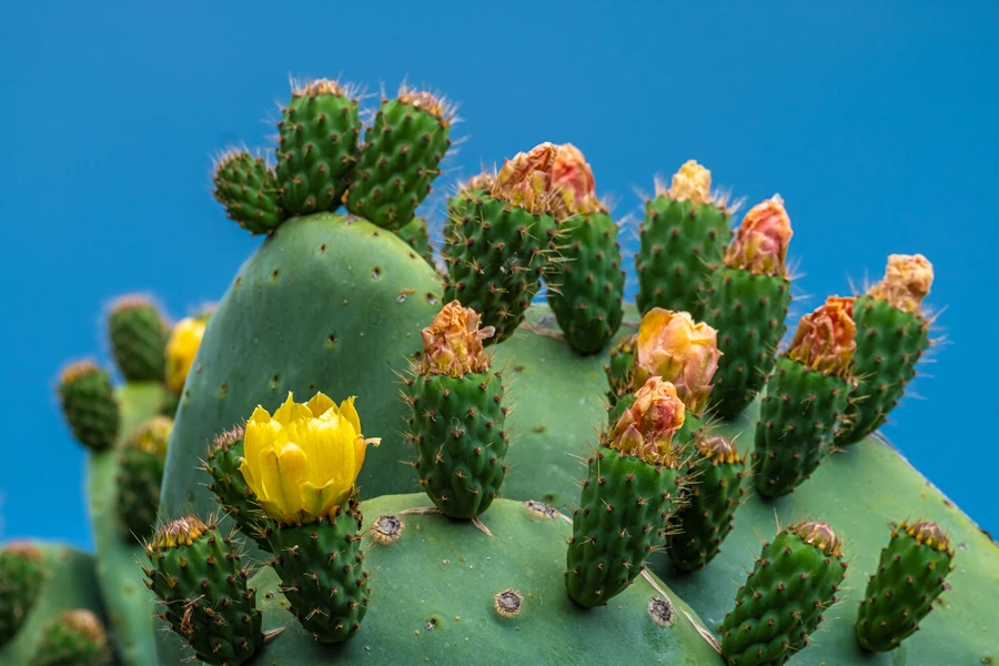 Cactus salvajes