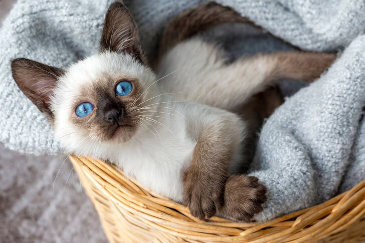 Kitten in a wicker basket