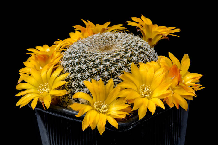 صبار بأزهار صفراء