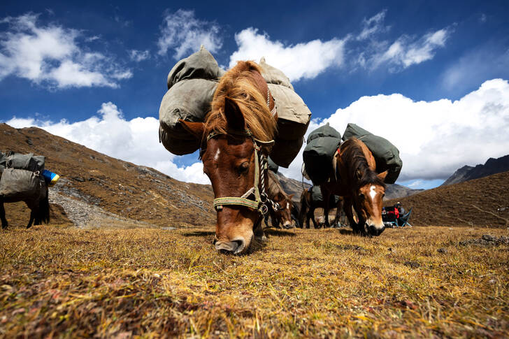 Pferde in der Steppe