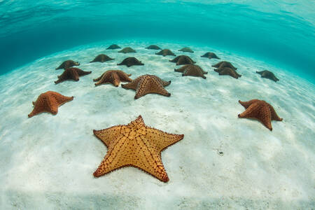 Starfish on a sandy bottom