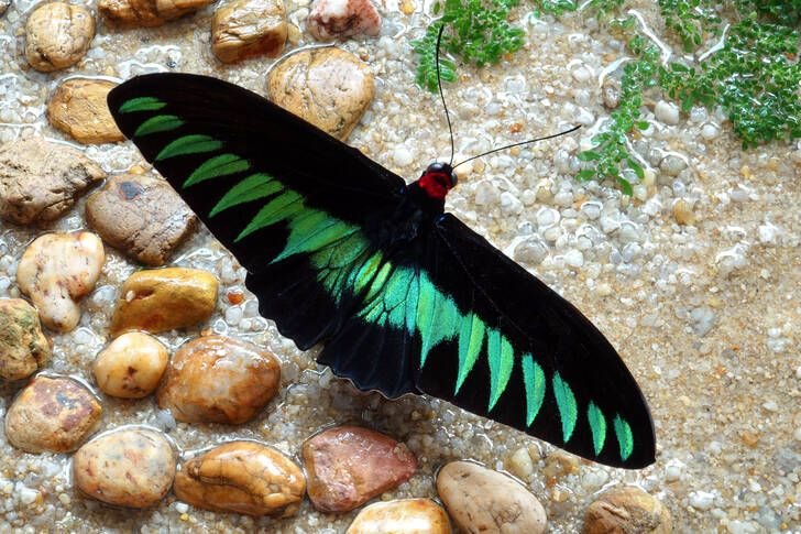 Borboleta Trogonoptera brookii