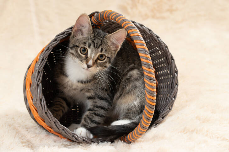 A gray kitten in a basket