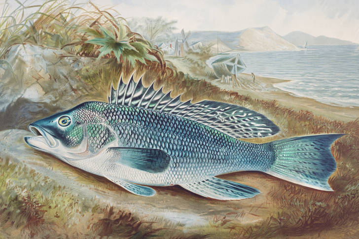 Sea bass illustration