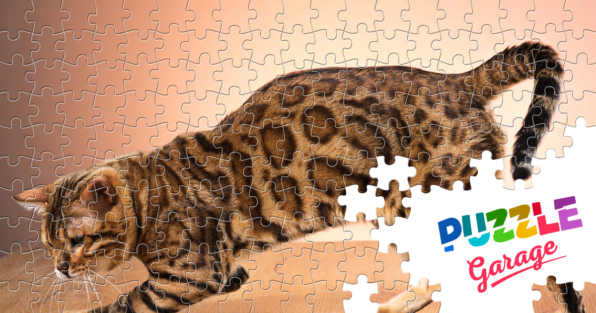 Golden bengal cat Jigsaw Puzzle (Animals, Pets) Puzzle Garage